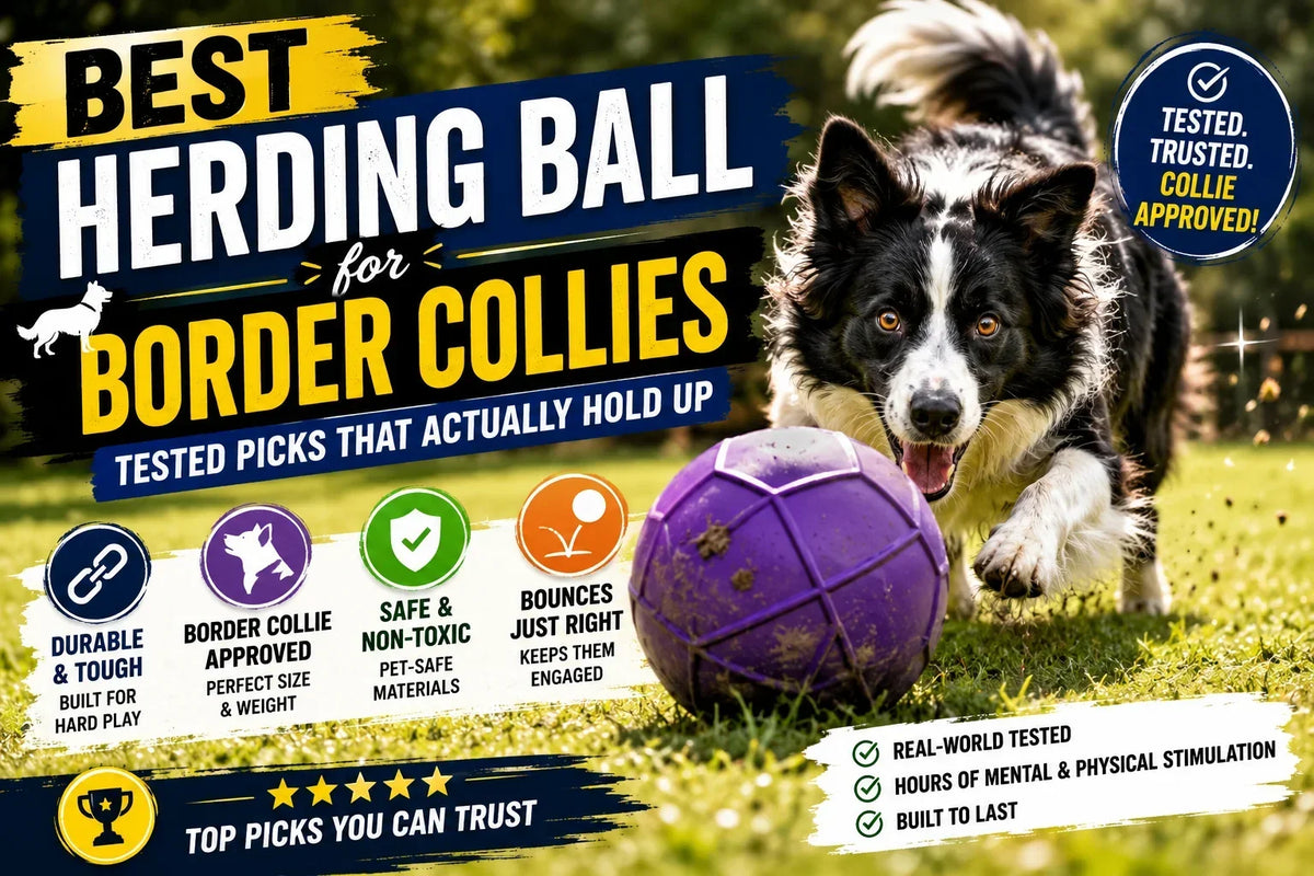Best Herding Ball for Border Collies | Tested Picks That Actually Hold Up