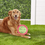 Booda Tail Spin Flyer – Lightweight Fabric Dog Frisbee for Fetch, Water Play & Interactive